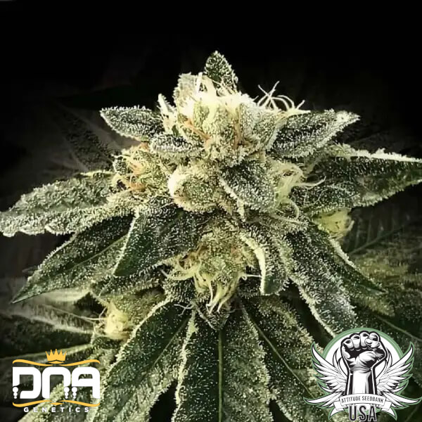 DNA Genetics Seeds White Chocolope