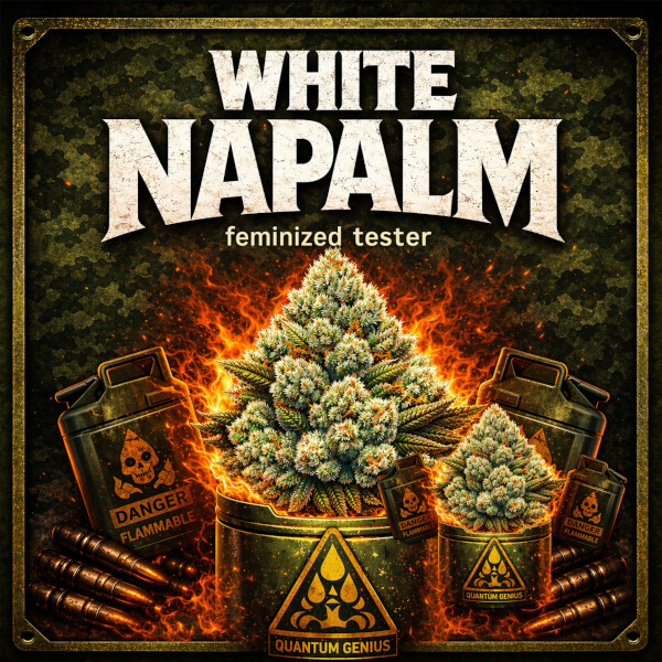 Brothers Grimm Seeds White Napalm