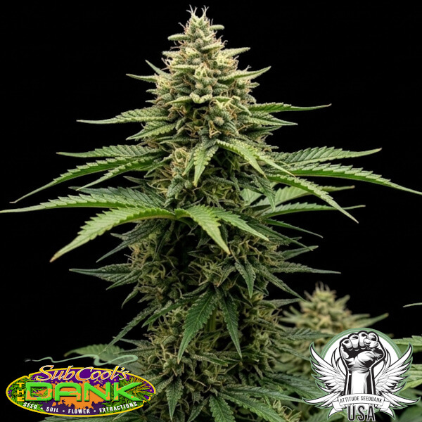 SubCool Seeds White Piff F1
