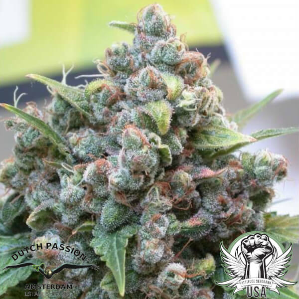Dutch Passion Seeds White Widow