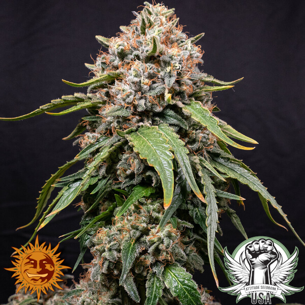 Barney's Farm Seeds White Widow