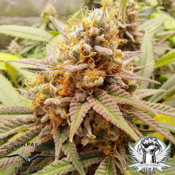 white widow_600x600.jpg