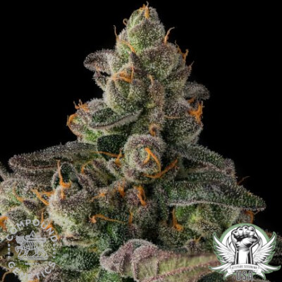 Compound Genetics Seeds Wokstar