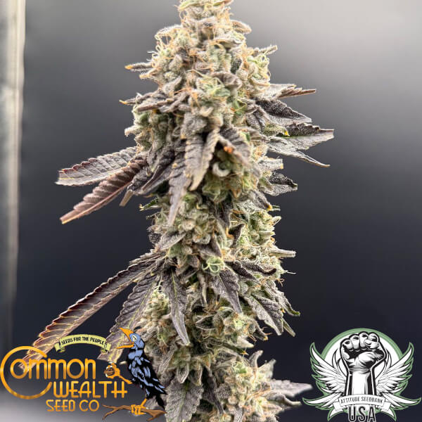 Common Wealth Seed Co Xenon