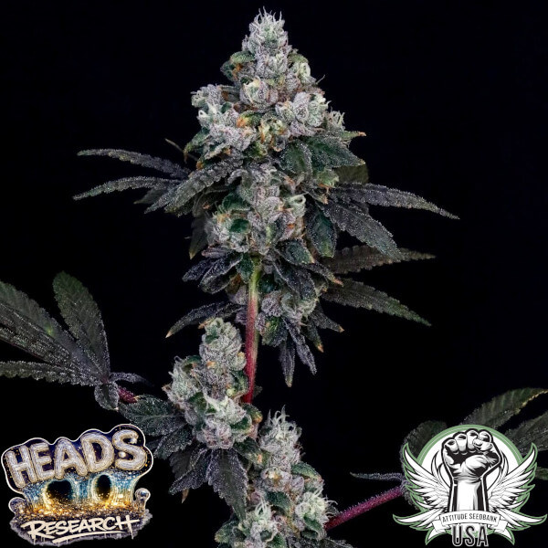 Heads Resarch Seeds Zanshin