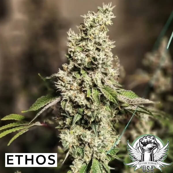 Ethos Genetics Seeds Z Cut RBX2