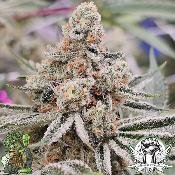 In House Genetics Seeds Zushi Banger