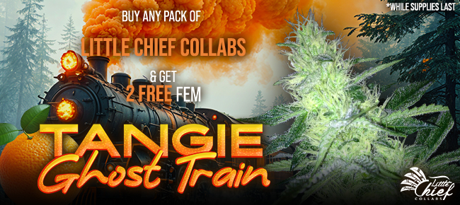 Little Cheif Collabs - Buy Any Pack - Get 2 FEM Tangie Ghost Train While Supplies Last