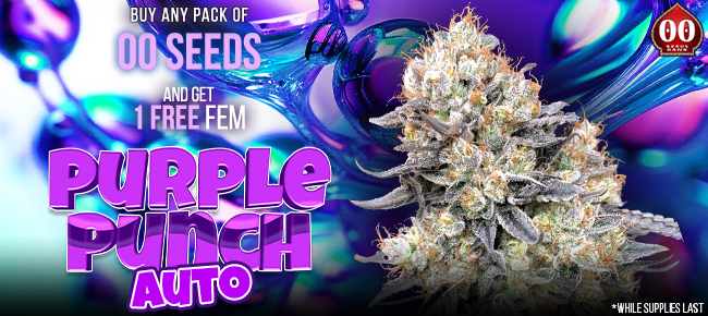 00 Seeds - Buy Any Pack - Get 1 FEM Purple Punch AUTO While Supplies Last
