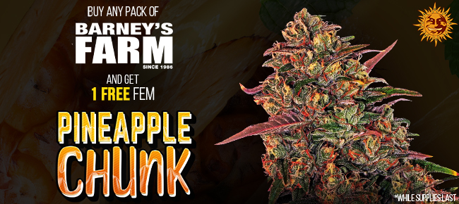 Barney's Farm - Buy Any Pack - Get 1 FEM Pineapple Chunk