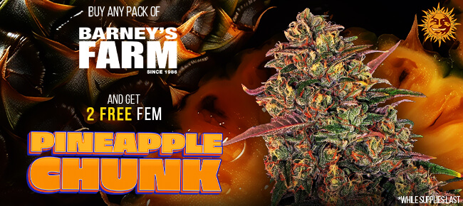 Barneys Farm - Buy Any Pack - Get 2 Fem Pineapple Chunk 