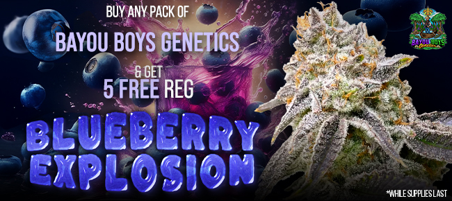 Bayou Boys Genetics - Buy Any Pack - Get 5 REG Blueberry Explosion