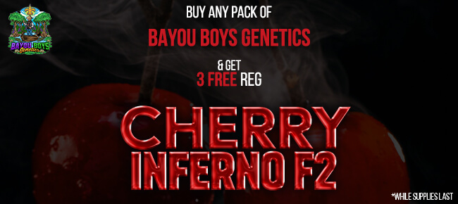 Bayou Boys Genetics - Buy Any Pack - Get 3 REG Cherry Inferno F2