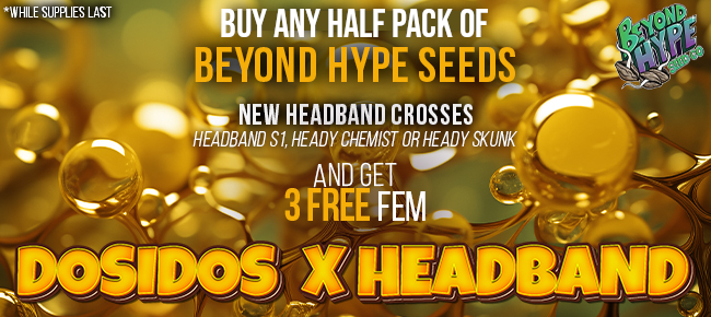 Beyond Hype Seed Co - Buy Any HALF Pack of Headband Crosses - Get 3 FEM Dosidos x Headband Seeds