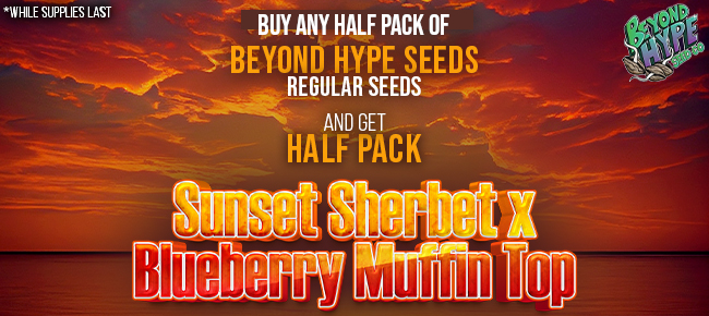 Beyond Hype Seed Co - Buy Any REG Half Pack - Get 6 REG Sunset Sherbet x Blueberry Muffin Top