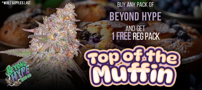 Beyond Hype Seed Co - Buy Any Pack - Get 1 REG FULL PACK of Top of the Muffin