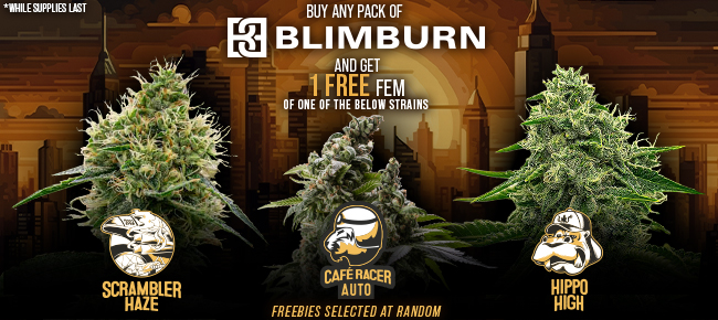 Blimburn 420 Promo - Buy Any Pack - Get 1 Randomly Selected FEM seed