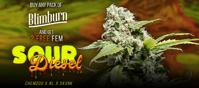 Blimburn - Buy Any Pack - Get 2 FEM Sour Diesel