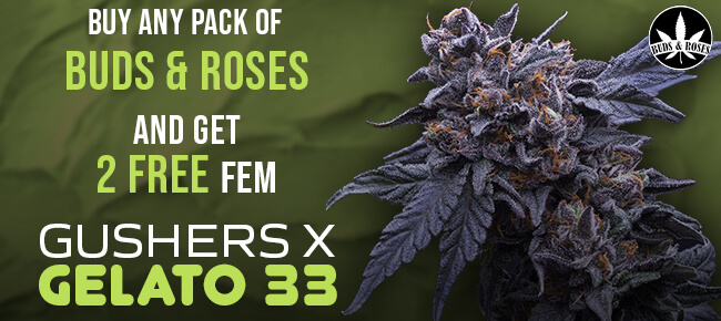 Buds and Roses - Buy Any Pack - Get 2 FEM Gushers x Gelato 33