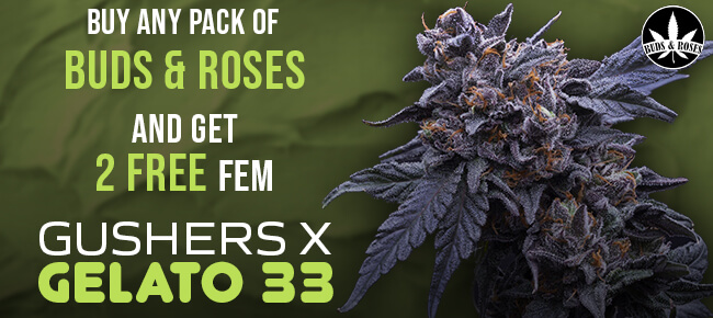 Buds and Roses - Buy Any Pack - Get 2 FEM Gushers x Gelato 33