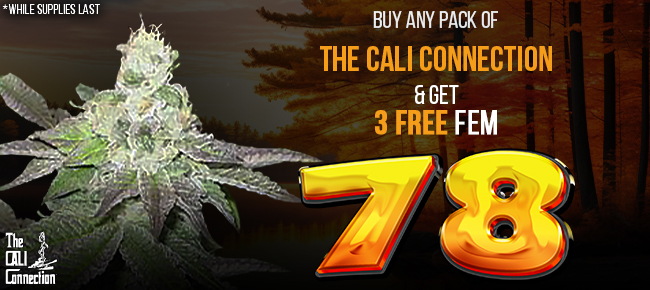 Cali Connection - Buy Any Pack - Get 3 FEM 78 seeds FREE!
