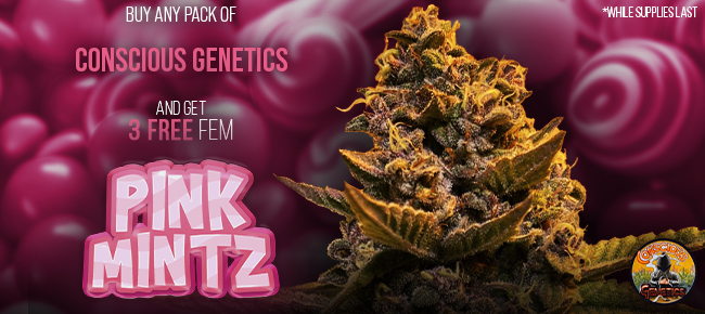Conscious Genetics - Buy Any Pack - Get 3 FEM Pink Mintz