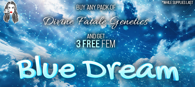 Divine Fatale Genetics - Buy Any Pack - Get 3 FEM Blue Dream While Supplies Last
