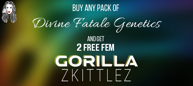 Divine Fatale Genetics - Buy Any Pack - Get 2 FEM Gorilla Zkittlez