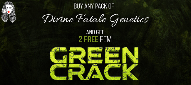 Divine Fatale Genetics - Buy Any Pack - Get 2 FEM Green Crack