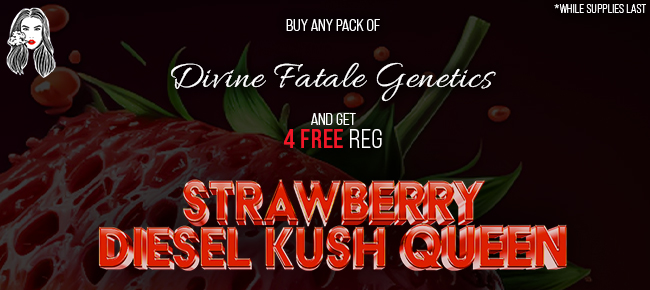 Divine Fatale Genetics - Buy Any Pack - Get 4 REG Strawberry Diesel Kush Queen FREE