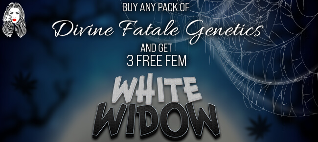 Divine Fatale Genetics - Buy Any Pack - Get 3 FEM White Widow