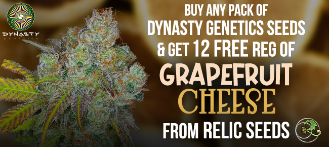 Dynasty Genetics / Relic Seeds - Buy Any Pack - Get 12 REG Relic Seeds Grapefruit Cheese