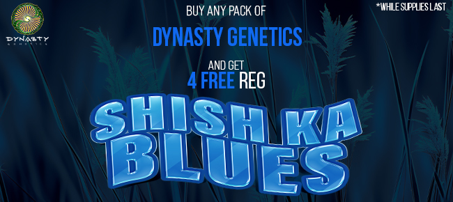 Dynasty Genetics - Buy Any Pack - Get 4 REG ShishKa Blues seeds FREE!