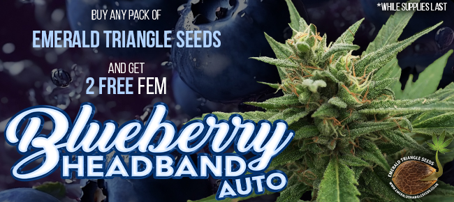 Emerald Triangle - Buy Any Pack - Get 2 Blueberry Headband Auto seeds FREE!