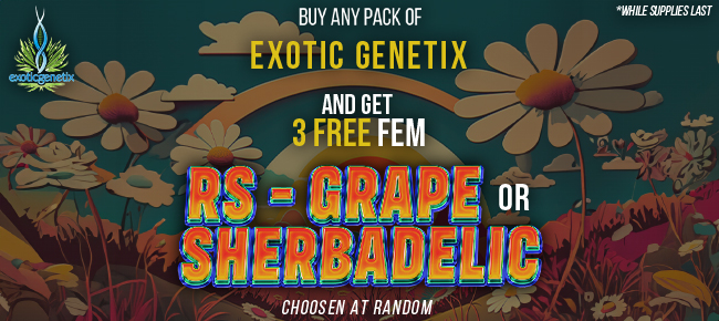 Exotic Genetix - Buy Any Pack - Get 3 FEM RS-Grape or Sherbadelic *Chosen at Randon