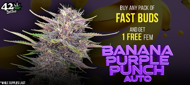 FastBuds Seeds - Buy Any Pack - Get 1 AUTO Banana Purple Punch