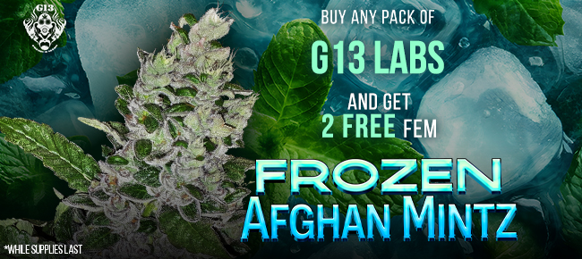 G13 Labs - Buy Any Pack - Get 2 FEM Frozen Afghan Mintz While Supplies Last