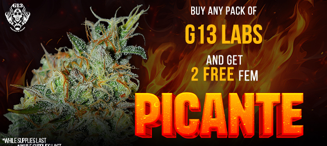 G13 Labs - Buy Any Pack - Get 2 FEM Picante seeds FREE!