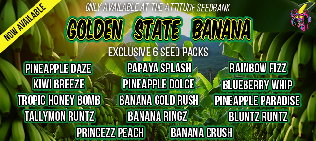 Golden State Banana - New Exclusive 6 Seed Pack Drop Now Available