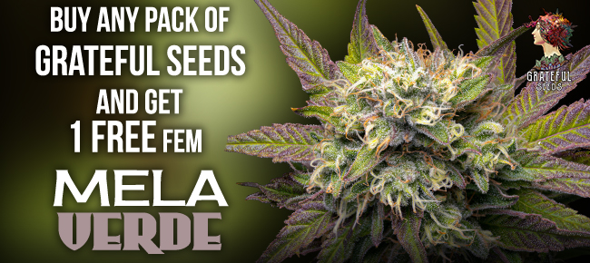Grateful Seeds - Buy Any Pack - Get 1 FEM Mela Verde