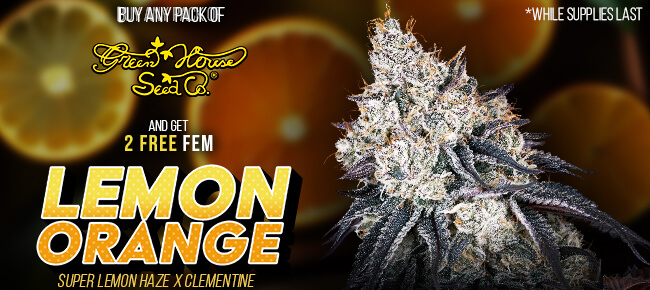 Green House - Buy Any Pack - Get 2 FEM Lemon Orange