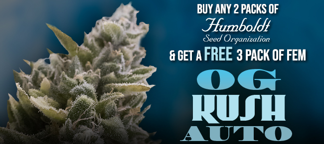 Humboldt Seed Organization - Buy Any 2 Packs - Get 3 FEM OG Kush AUTO