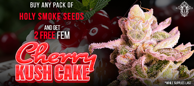 Holy Smoke Seeds - Buy Any Pack - Get 2 FEM Cherry Kush Cake seeds FREE!