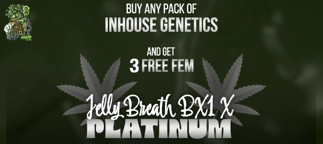In House Genetics - Buy Any Pack - Get 3 FEM Jelly Breath Bx1 x Platinum