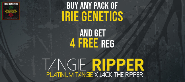 Irie Genetics - Buy Any Pack - Get 4 REG Tangie Ripper