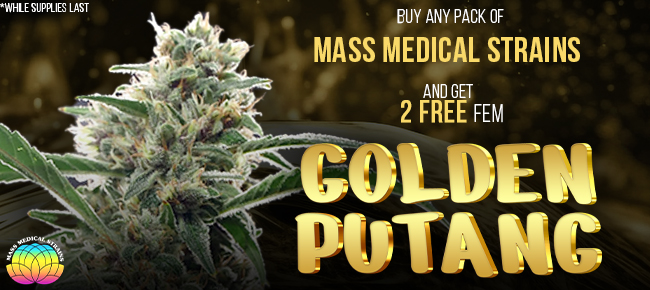 Mass Medical Strains - Buy Any Pack - Get 2 FEM Golden PuTang