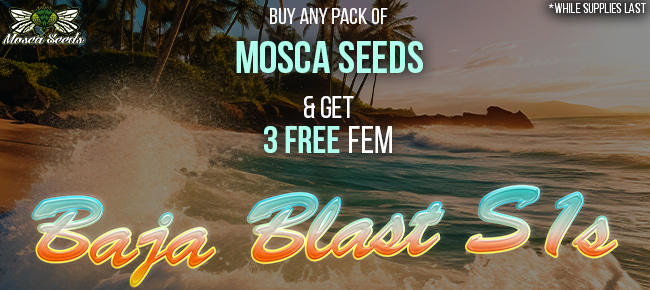 Mosca Seeds - Buy Any Pack - Get 3 FEM Baja Blast S1