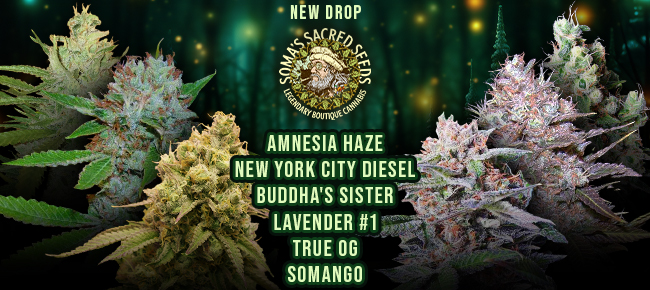 Soma Seeds - New Drop