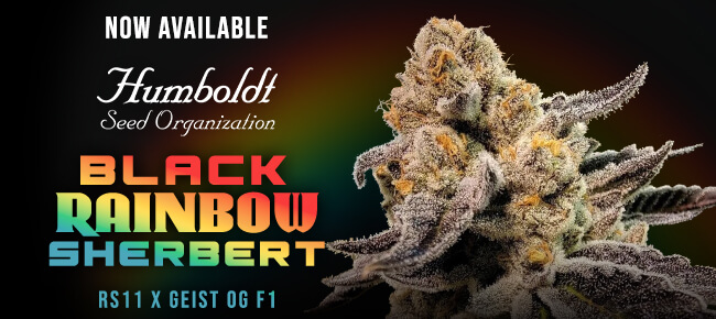 Humboldt Seed Organization - Now Available - Black Rainbow Sherbert