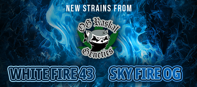 OG Raskal - New Strains